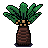 Sago Palm